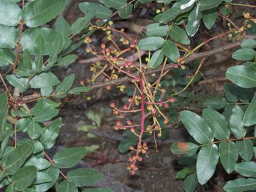 Pistacia terebinthus / Terebinto
